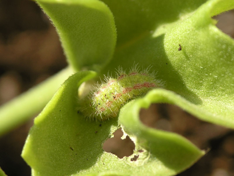 Chenille