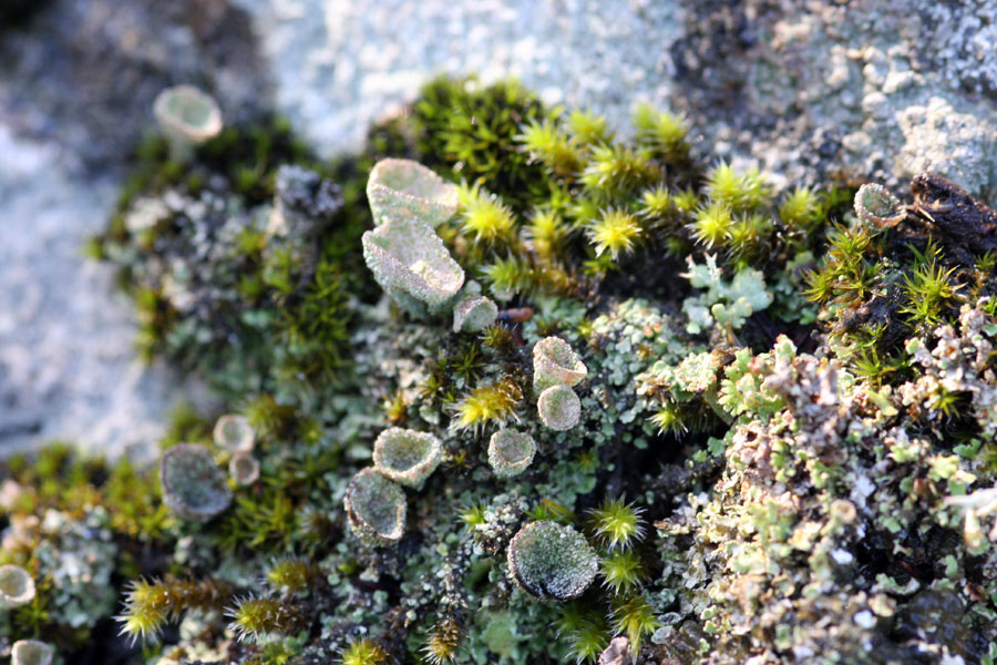 Cladonia fimbriata