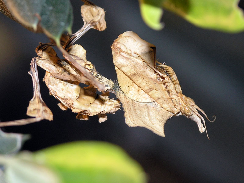 Empusa sp.