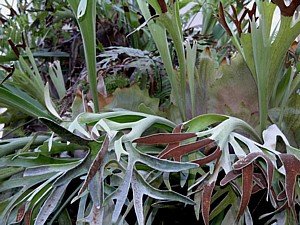 Polypodiaceae-Platycerium sp.